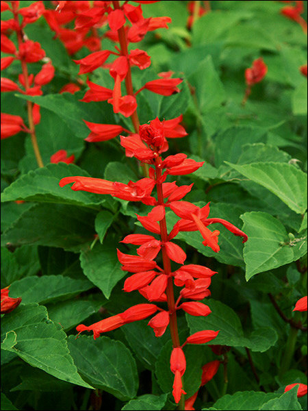 Salvia Picante Red (Salvia splendens)
has bright red colorful bracts.
